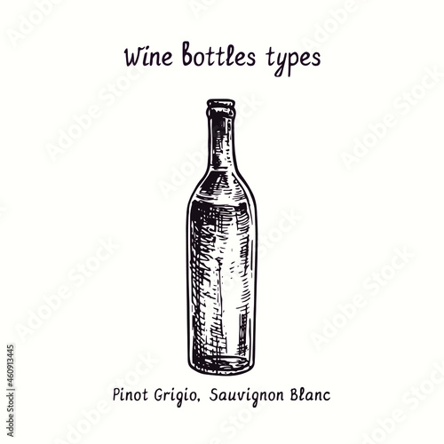 Wine bottles types collection, Pinot Grigio, Sauvignon Blanc. Ink black and white doodle drawing in woodcut style.