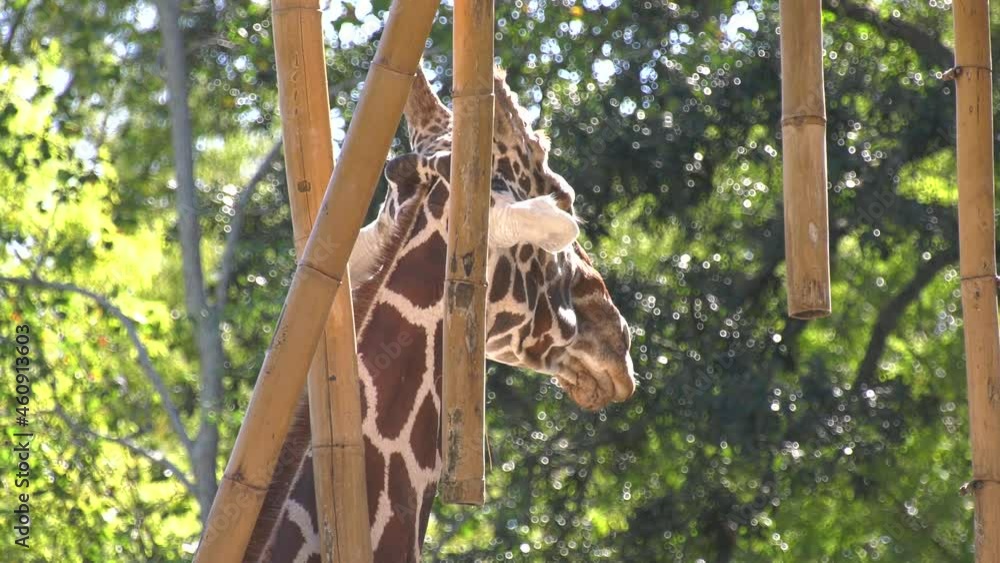 Giraffe at zoo Giraffe at zoo