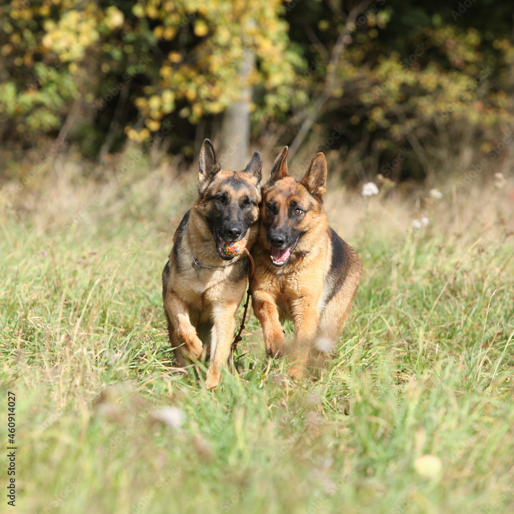 Amazing couple of German shepherd in autumn