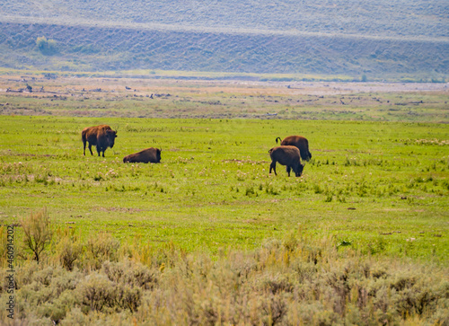 American Bison grazing in Yellowstone Park 