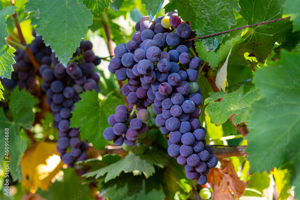Bunches of red wine merlot grapes ripening on vineyards in Campo Soriano near Terracina, Lazio, Italy