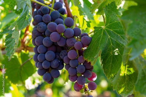 Wallpaper Mural Bunches of red wine merlot grapes ripening on vineyards in Campo Soriano near Terracina, Lazio, Italy Torontodigital.ca