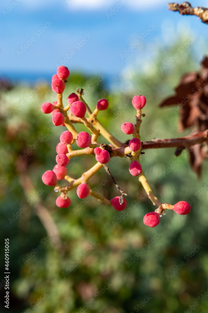 Young unripe pistachio nuts growing on pistachio trees plantation Young unripe pistachio nuts growing on pistachio trees plantation