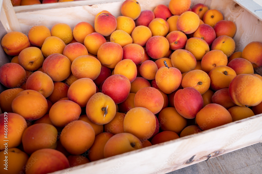 New harvest of fresh ripe yellow-red apricots in Provence, France New harvest of fresh ripe yellow-red apricots in Provence, France