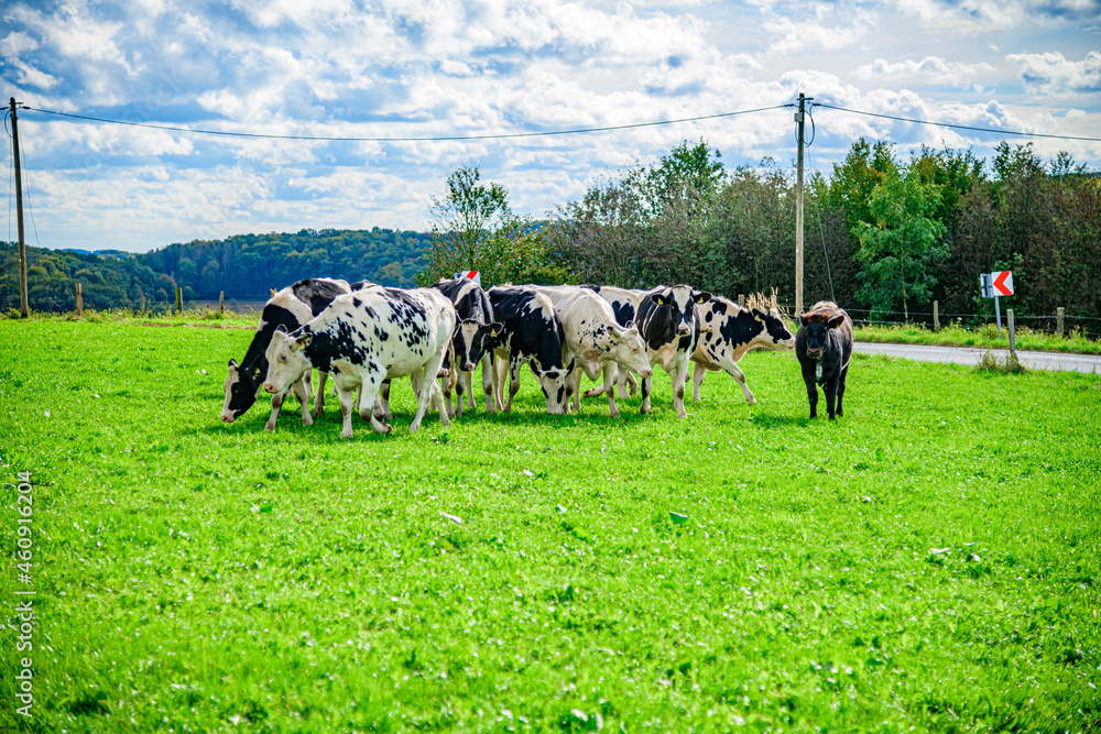 Fototapeta premium Die wilde Kuhherde
