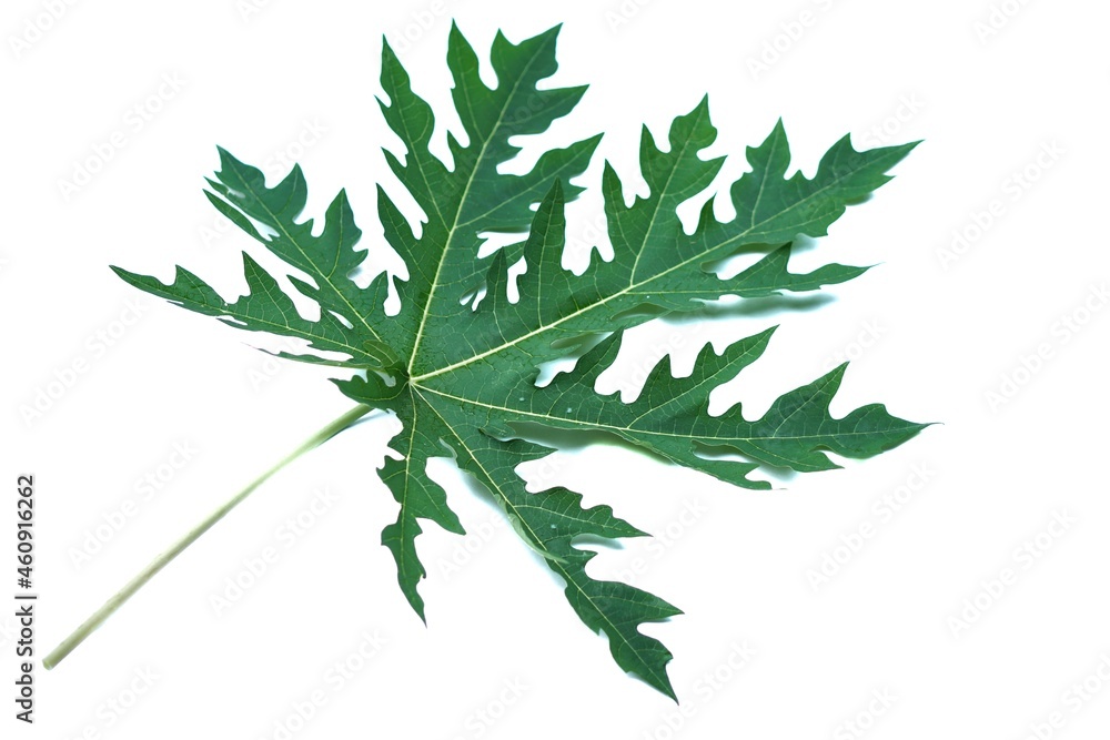 Nature organic green single fresh papaya leaf isolated on white background. Thai ancient people use papaya leaf for health care and medical herb. Nature organic green single fresh papaya leaf isolated on white background. Thai ancient people use papaya leaf for health care and medical herb.