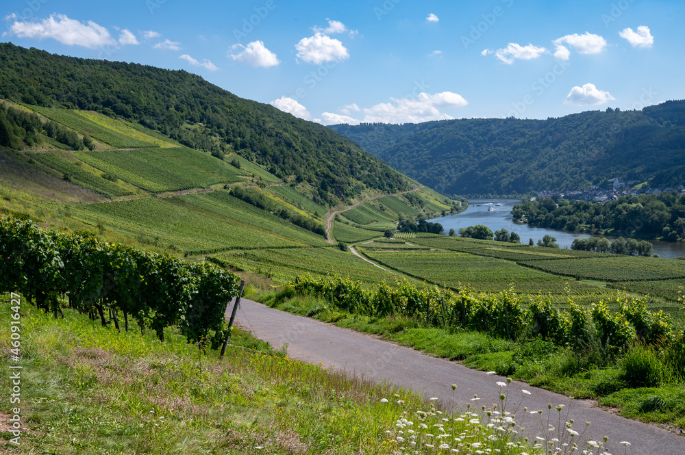 Hilly vineyards with white riesling grapes in Mosel river valley, Germany