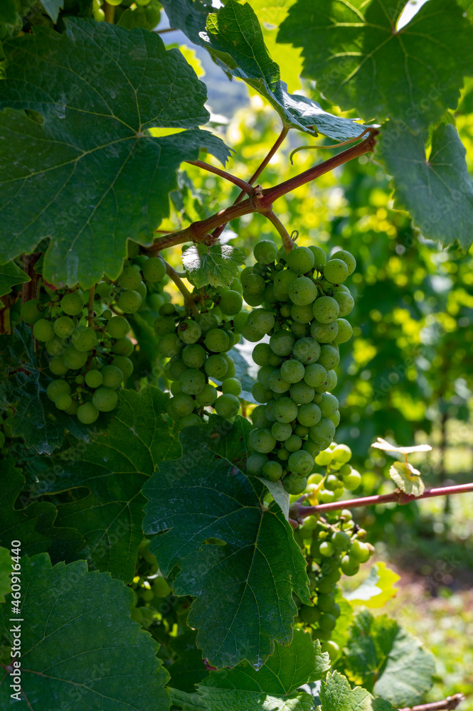 Hilly vineyards with white riesling grapes in Mosel river valley, Germany Hilly vineyards with white riesling grapes in Mosel river valley, Germany