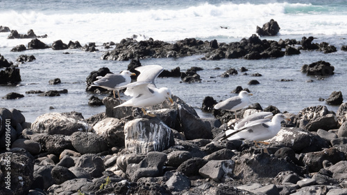 Seagull landing on volcanic beach