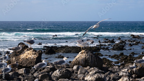 Seagull flying around volcanic beach