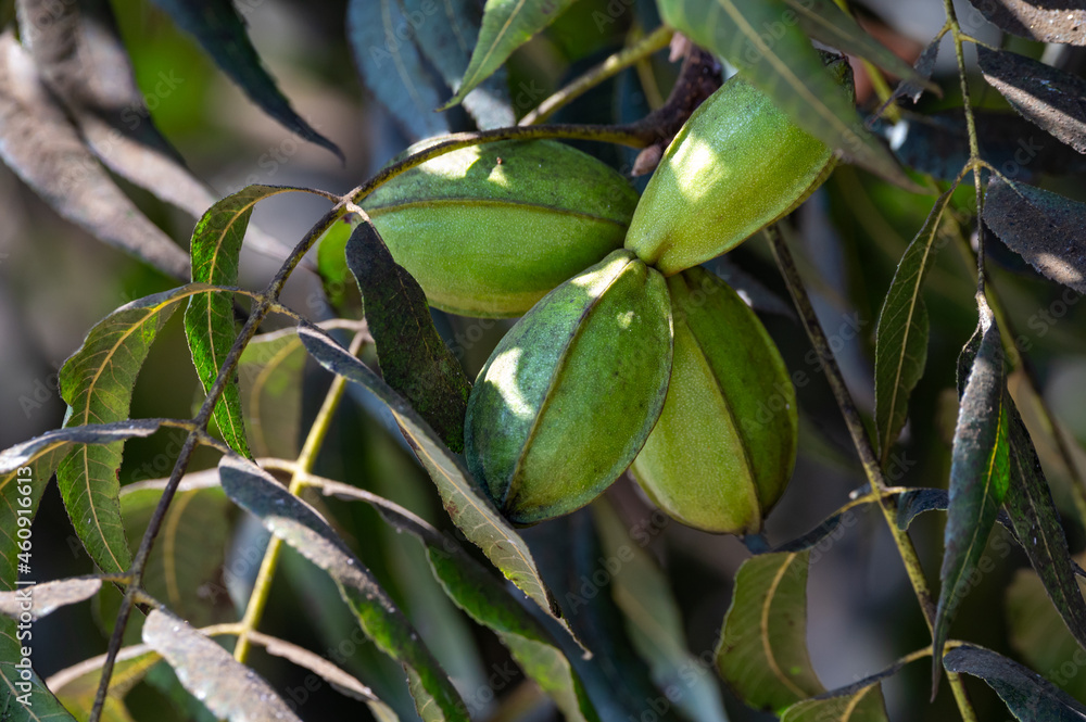 Green pecan nuts ripening on plantations of pecan trees on Cyprus