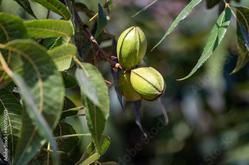 Green pecan nuts ripening on plantations of pecan trees on Cyprus