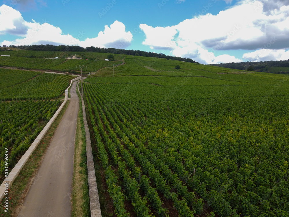 Aerian view on walled green grand cru and premier cru vineyards with rows of pinot noir grapes plants in Cote de nuits, making of famous red Burgundy wine in Burgundy region of eastern France.