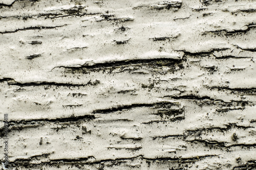 Принти на полотні texture of the bark of an old birch tree, macro, background