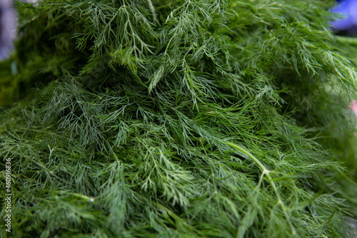 Fresh green dill. Spices and herbs.