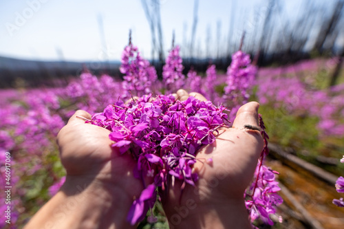 Fototapeta Naklejka Na Ścianę i Meble -  Person holding a handful of pink, purple Fireweed flowers with blurred background. 