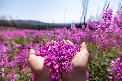 Person holding a handful of pink, purple Fireweed flowers with blurred background. 