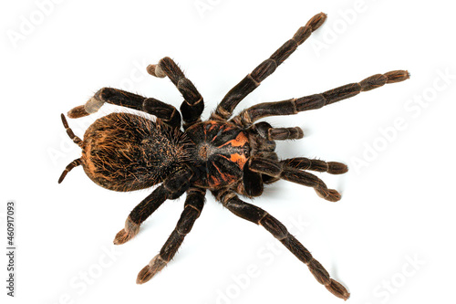 Photo of the tarantula spider xenesthis immanis close-up on a white background.