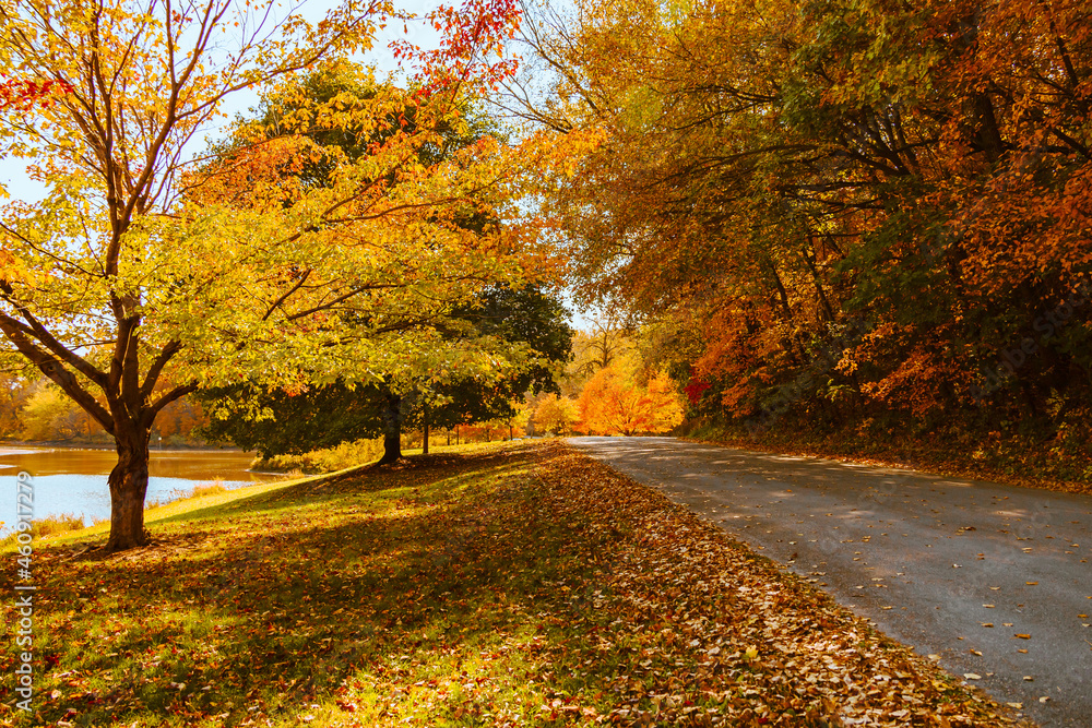 Obraz premium Scenery of romantic nature park along driveway, golden leaves and vibrant colorful autumnal in September. Autumn landscape with beautiful sunlight, peaceful outdoor background. Fall season environment