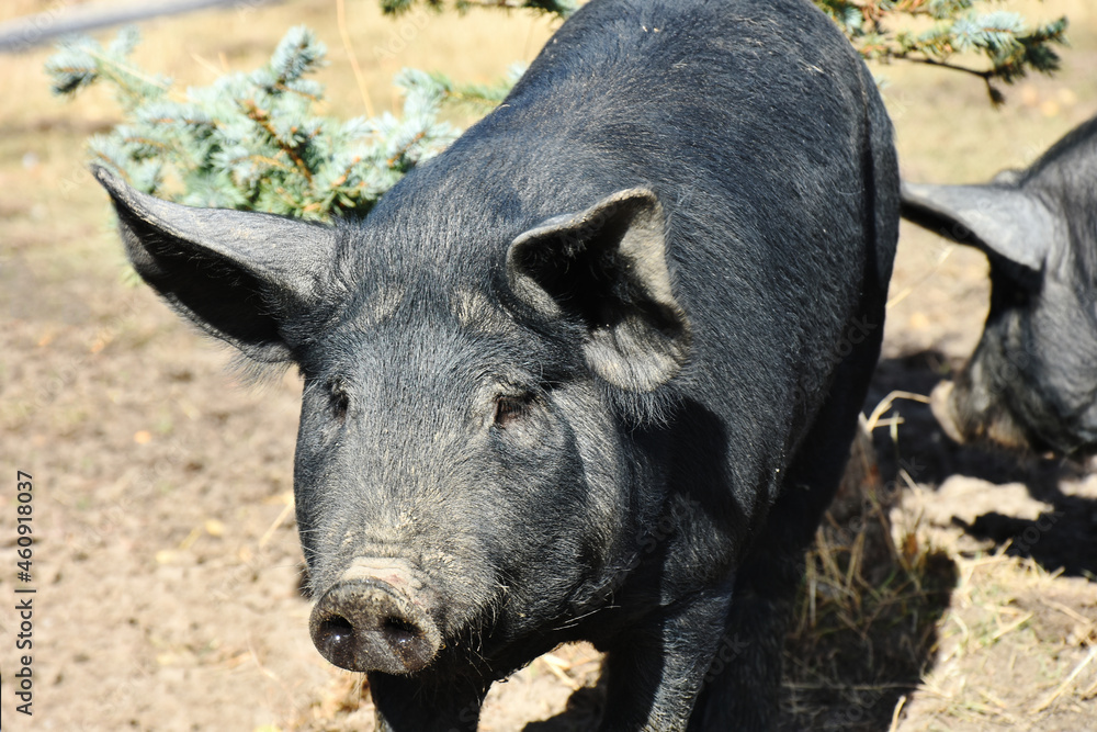 A close up image of a large dark colored pig on an organic farm. A close up image of a large dark colored pig on an organic farm.