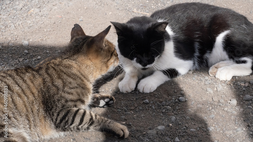 Two cats sharing a secret