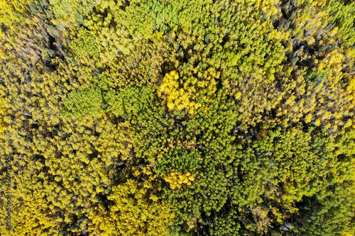 Aerial, drone view of boreal, spruce forest during fall, autumn, September with vast view from above into Canadian wilderness. 