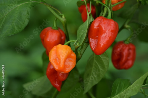 Red and orange habanero pepper in greenhouse plant production, hot pepper plants. photo