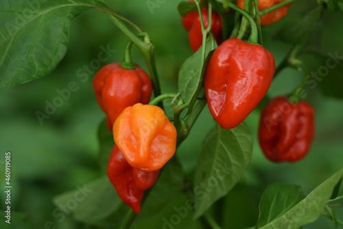Red and orange habanero pepper in greenhouse plant production, hot pepper plants.