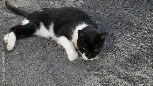 Black and white cat lying down on gravel