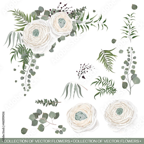 Floral vector collection. White roses, ranunculus, eucalyptus, green plants and leaves. Flower compositions on white background. All elements are isolated on a white background.