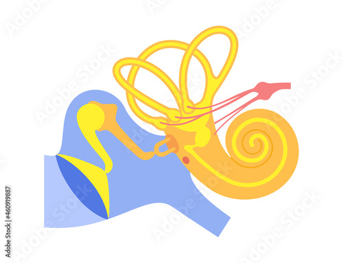 Inner ear anatomy