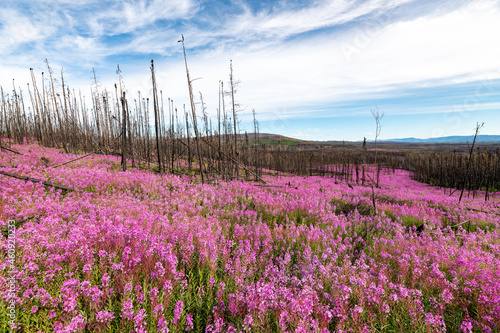 Stunning pink  purple fireweed flowers seen in full bloom during summertime with stunning blue sky  nature background in the Canadian wilderness. 