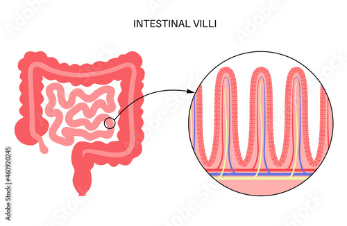 Intestinal villi anatomy