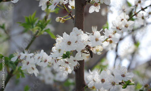 A branch of a cherry tree with leaves  buds and white flowers against a blue sky and a brown bee drinking nectar