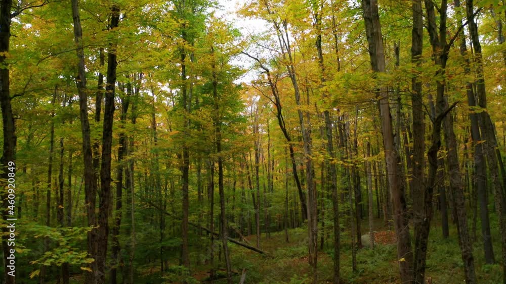 tracking backward through autumn forest in the Catskills tracking backward through autumn forest in the Catskills