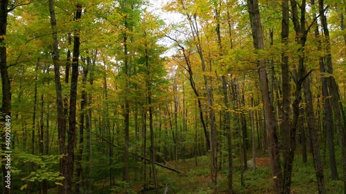 Wallpaper Mural tracking backward through autumn forest in the Catskills Torontodigital.ca