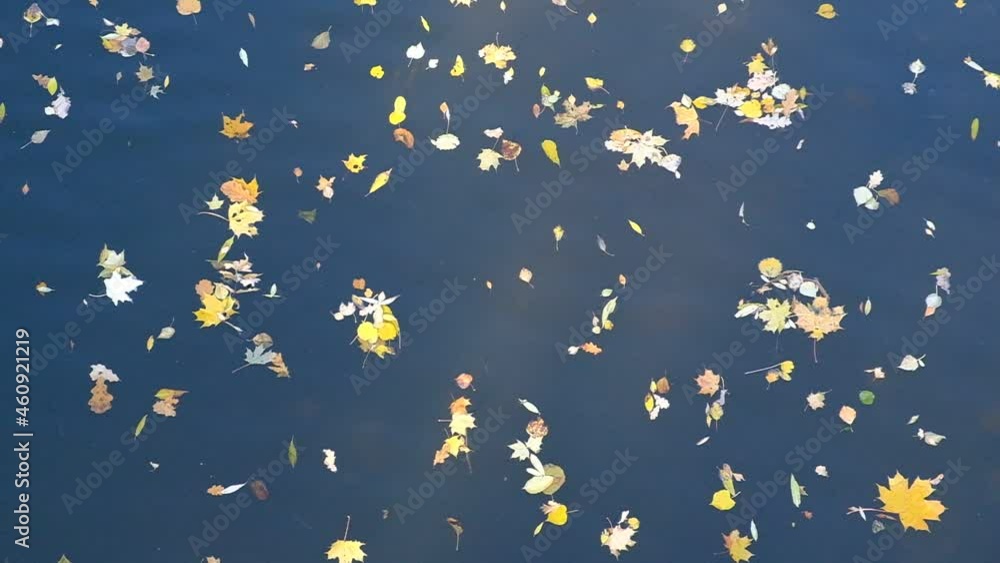 Background from fallen leaves. Wallpaper of maple leaves on the water. Autumn. Day. Sunny. Russia. Background from fallen leaves. Wallpaper of maple leaves on the water. Autumn. Day. Sunny. Russia.