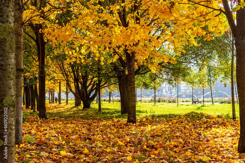 beautiful autumn sunny forest with yellow leaves