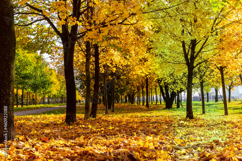 yellow leaves in a sunny autumn park