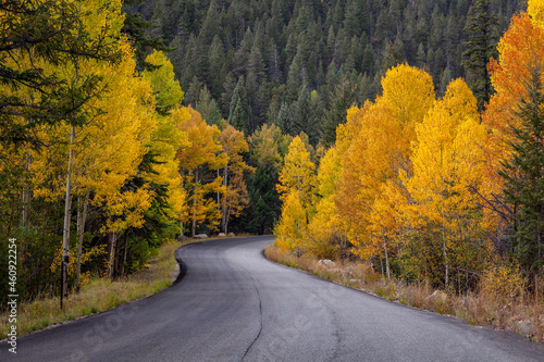 Road Through Aspen Trees in Fall photo