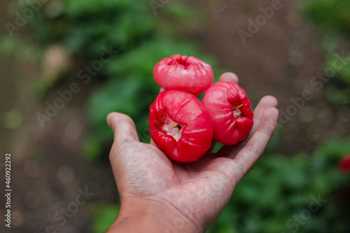 Fresh ripe red rose apples hanging on hand. Also know as jambu air Merah (Syzygium aqueum), jambu Semarang (Syzygium samarangense), Jambu Bol, or Malay Apple (Syzygium malaccense) photo