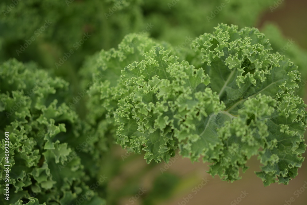 Kale green leaves, curly-leaf cabbage, fresh organic vegetable in autumn garden closeup. Kale green leaves, curly-leaf cabbage, fresh organic vegetable in autumn garden closeup.