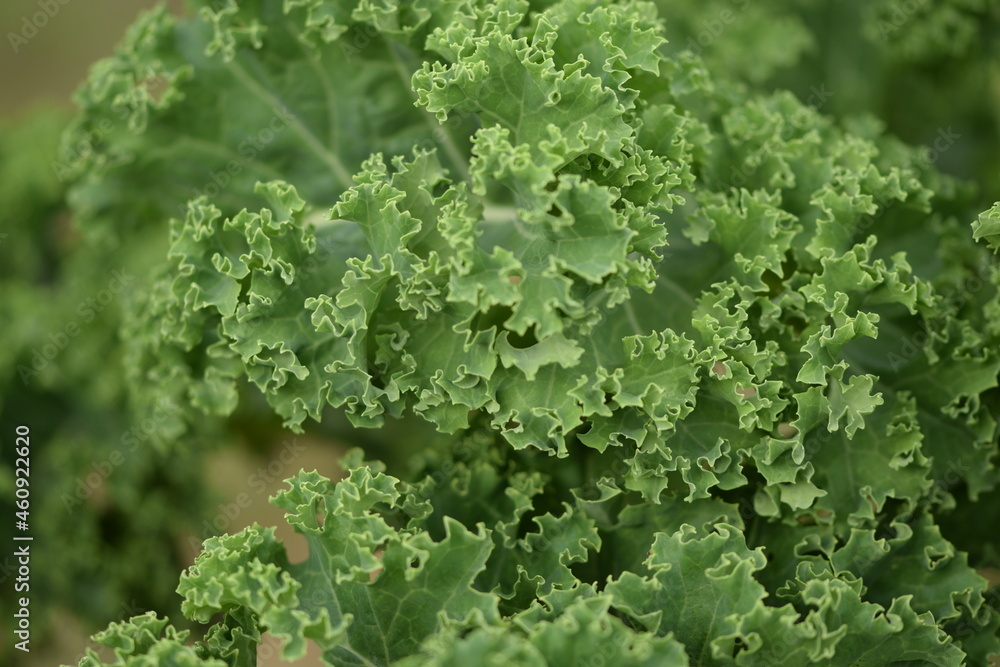 Fresh green kale leaves closeup, curly-leaf cabbage, healthy food ingredient, garden and culinary background. Fresh green kale leaves closeup, curly-leaf cabbage, healthy food ingredient, garden and culinary background.