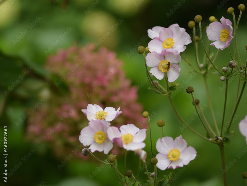 Anemone japonica flowers in sunny late summer garden. Anemone japonica flowers in sunny late summer garden.