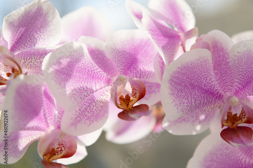 flora and nature closeup. violet orchid flower. macro beautiful orchid flower purple
