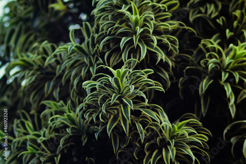 Gardening: Dracaena reflexa houseplant (commonly called song of India or song of Jamaica) is a tree native to Mozambique, Madagascar, Mauritius, and other nearby islands of the Indian Ocean.