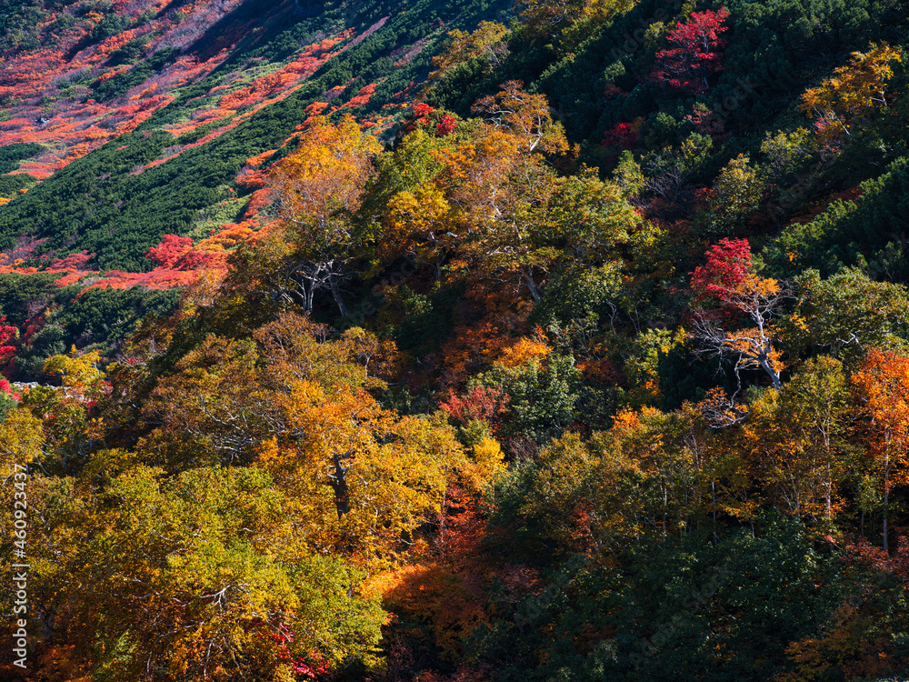 十勝岳温泉の紅葉 十勝岳温泉の紅葉
