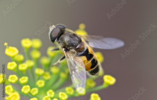 A brown bee with a yellow-black pattern on its body sits on yellow flowers