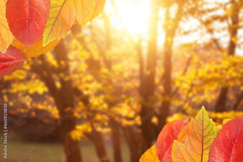 Beautiful autumn landscape with colored trees and sun. Colorful foliage in the park. Beautiful autumn landscape with colored trees and sun. Colorful foliage in the park.