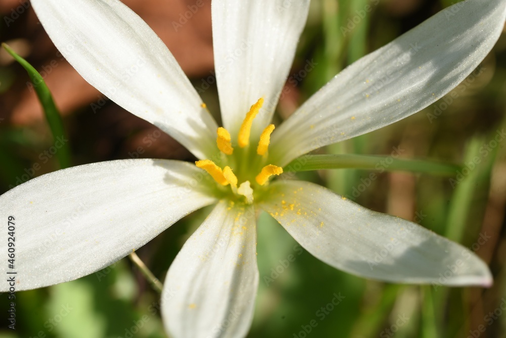 Fototapeta premium White rain lily flowers. Amaryllidaceae bulbous plats. Flowering time is from July to September. 